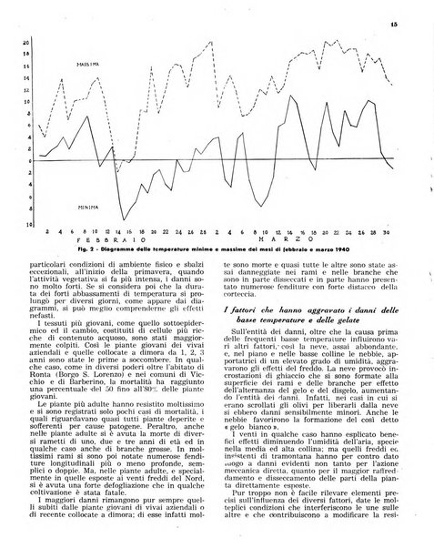 L'olivicoltore bollettino settimanale della Società nazionale degli olivicoltori