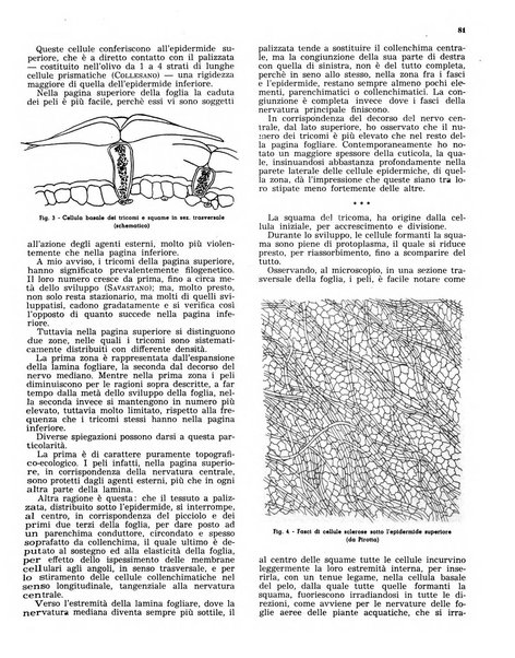 L'olivicoltore bollettino settimanale della Società nazionale degli olivicoltori