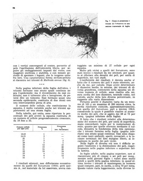 L'olivicoltore bollettino settimanale della Società nazionale degli olivicoltori