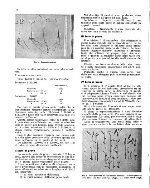 L'olivicoltore bollettino settimanale della Società nazionale degli olivicoltori