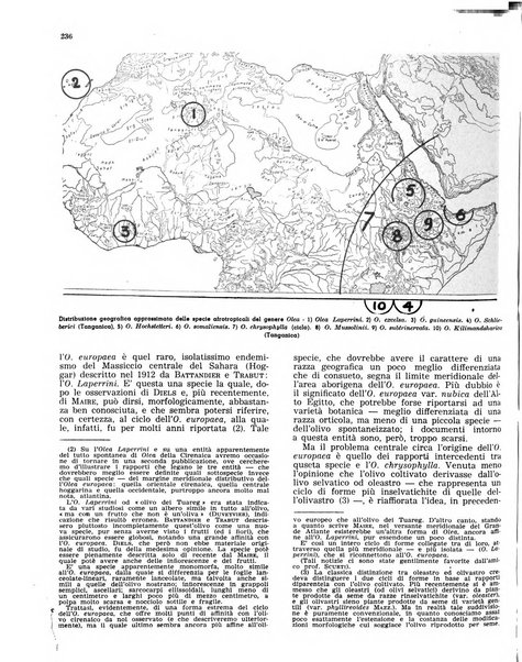 L'olivicoltore bollettino settimanale della Società nazionale degli olivicoltori