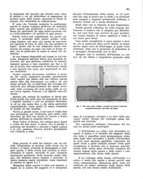 L'olivicoltore bollettino settimanale della Società nazionale degli olivicoltori