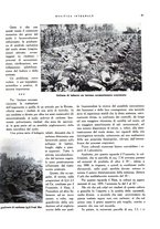 giornale/RML0024265/1931/unico/00000427