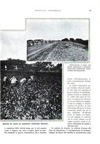 giornale/RML0024265/1933/unico/00000025