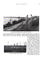 giornale/RML0024265/1933/unico/00000343