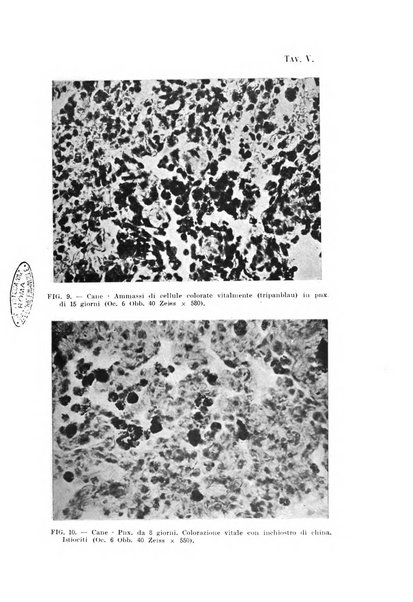 Tubercolosi giornale di studi e di lotta antitubercolare