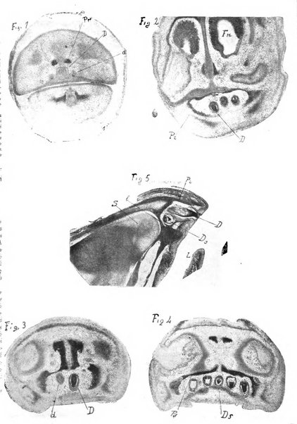 La cultura stomatologica rassegna mensile di scienza, arte, storia e problemi professionali