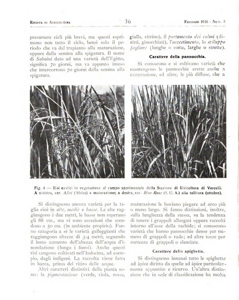 Rivista di agricoltura