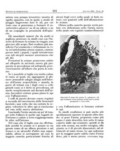 Rivista di agricoltura