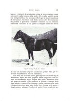 giornale/RML0025537/1923/unico/00000295