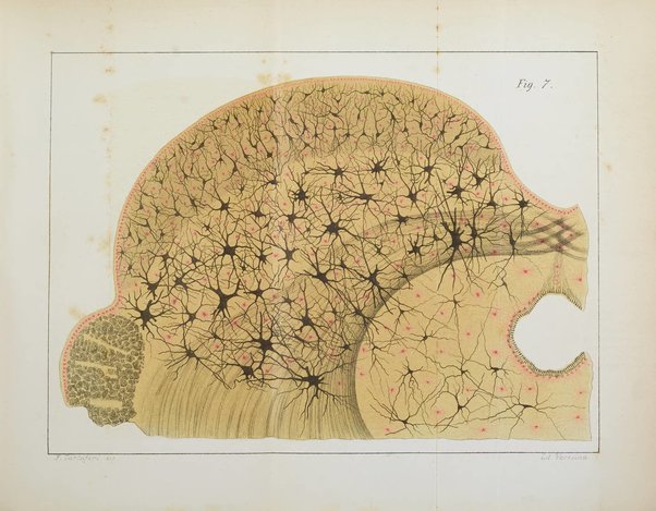 Archivio italiano per le malattie nervose e più particolarmente per le alienazioni mentali organo della Società freniatrica italiana <1874-1891>