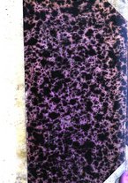 giornale/RML0027418/1892/unico/00000001