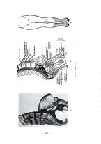 giornale/RML0027517/1935/unico/00000243