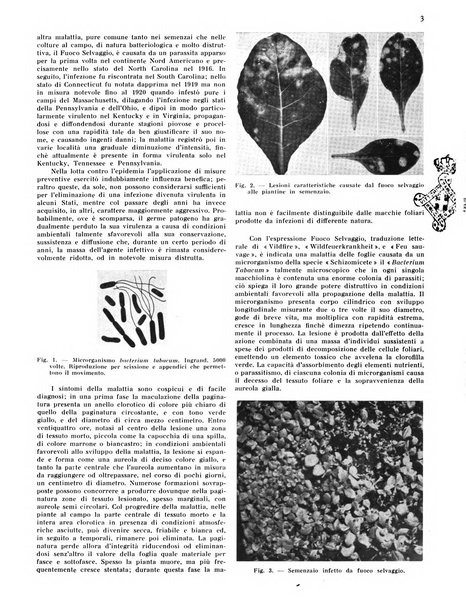 Il tabacco organo dell'industria e del commercio del tabacco