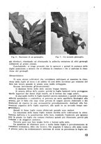 giornale/RML0028570/1946-1947/unico/00000453