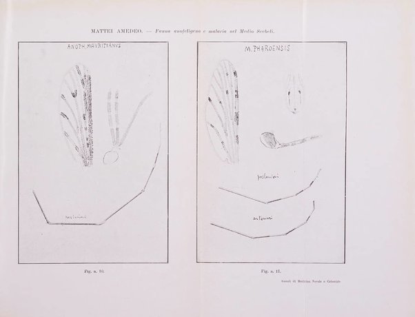 Annali di medicina navale e coloniale