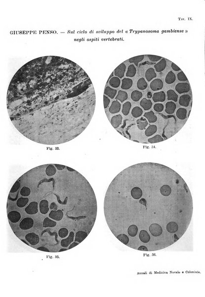 Annali di medicina navale e coloniale