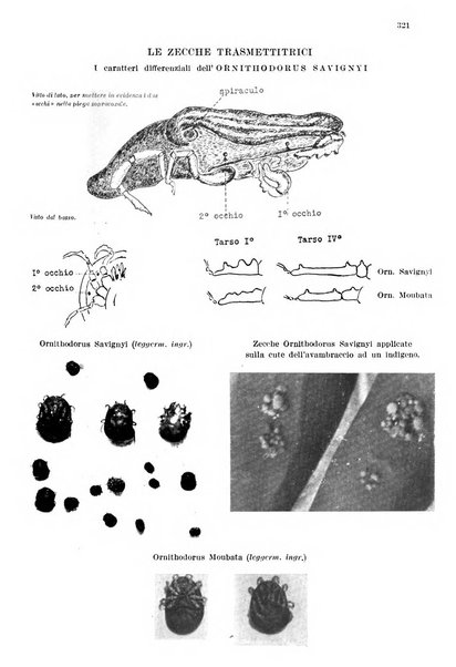 Annali di medicina navale e coloniale