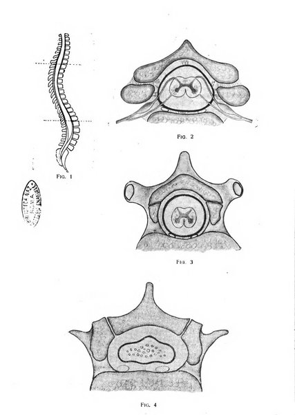 Annali di medicina navale e coloniale