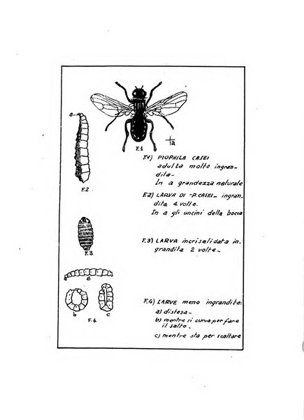 Annali di medicina navale e coloniale