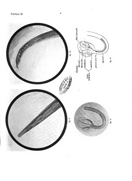 Archivio italiano di scienze mediche coloniali