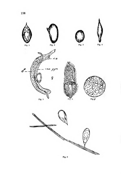 Archivio italiano di scienze mediche coloniali