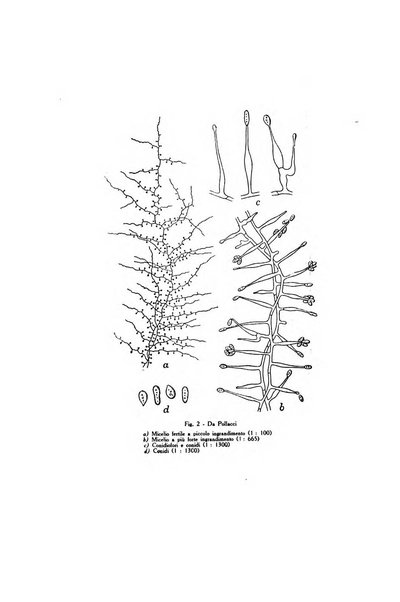 Archivio italiano di dermatologia, sifilografia e venereologia