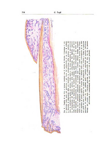 Archivio italiano di dermatologia, sifilografia e venereologia