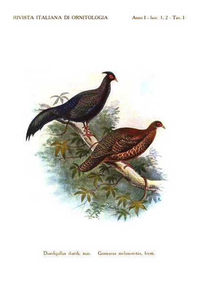 Rivista italiana di ornitologia