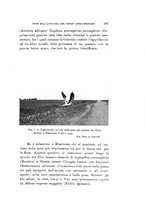 giornale/SBL0565515/1935/unico/00000215