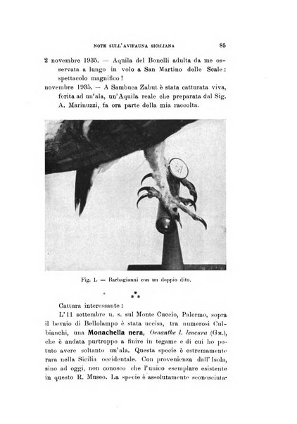 Rivista italiana di ornitologia