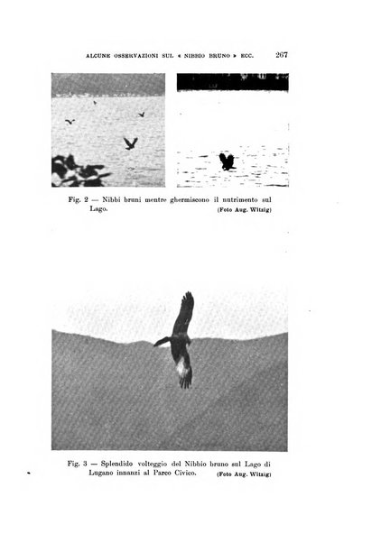 Rivista italiana di ornitologia