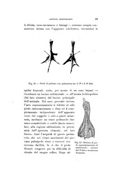 Rivista italiana di ornitologia