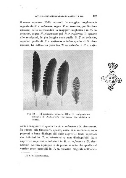 Rivista italiana di ornitologia