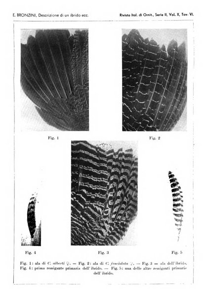 Rivista italiana di ornitologia