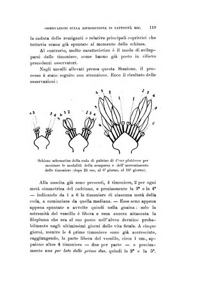 Rivista italiana di ornitologia