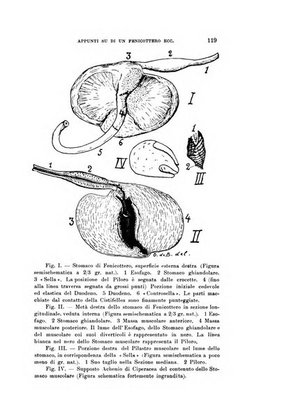 Rivista italiana di ornitologia