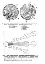 giornale/TO00012780/1946/unico/00000249