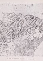 giornale/TO00013586/1911/unico/00000063