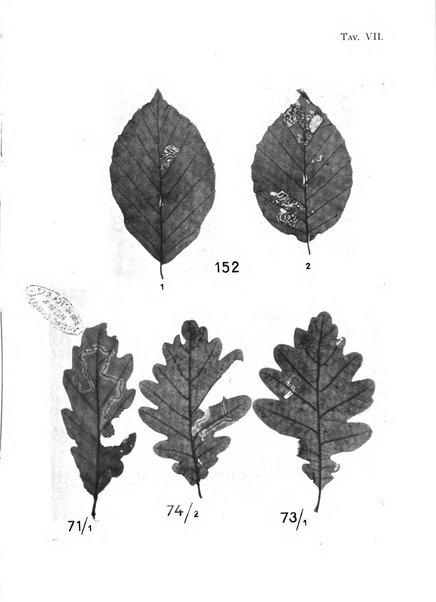 Archivio per l'Alto Adige con Ampezzo e Livinallongo