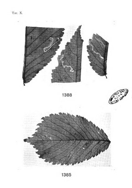 Archivio per l'Alto Adige con Ampezzo e Livinallongo