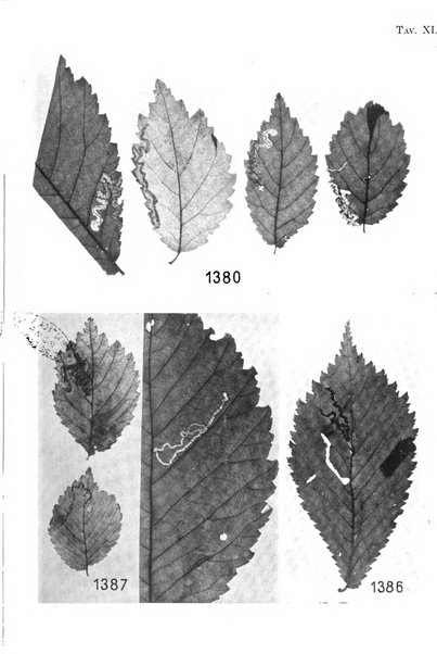 Archivio per l'Alto Adige con Ampezzo e Livinallongo