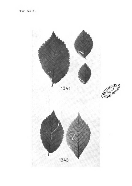 Archivio per l'Alto Adige con Ampezzo e Livinallongo