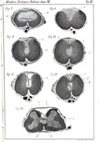 giornale/TO00014635/1896/unico/00000261