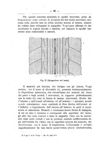 Monitore zoologico italiano