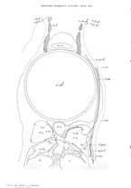 giornale/TO00014635/1901-1903/unico/00000212