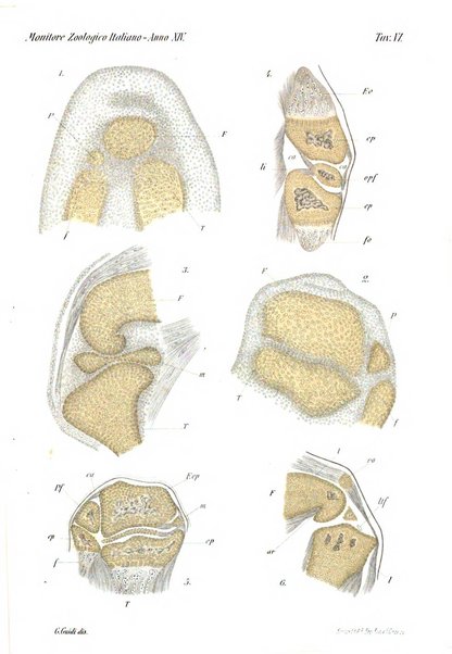 Monitore zoologico italiano