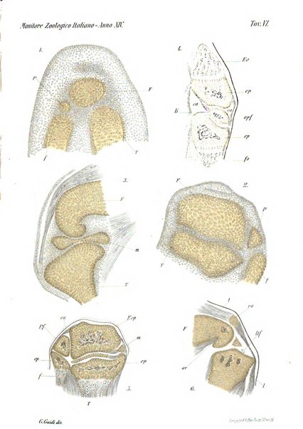 Monitore zoologico italiano