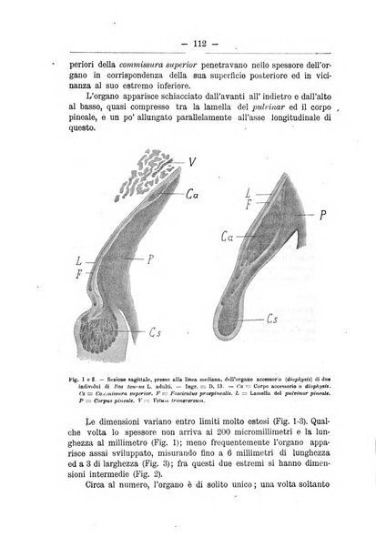 Monitore zoologico italiano