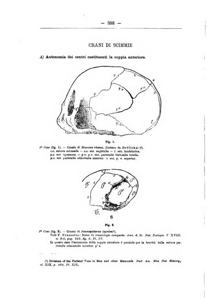 Monitore zoologico italiano